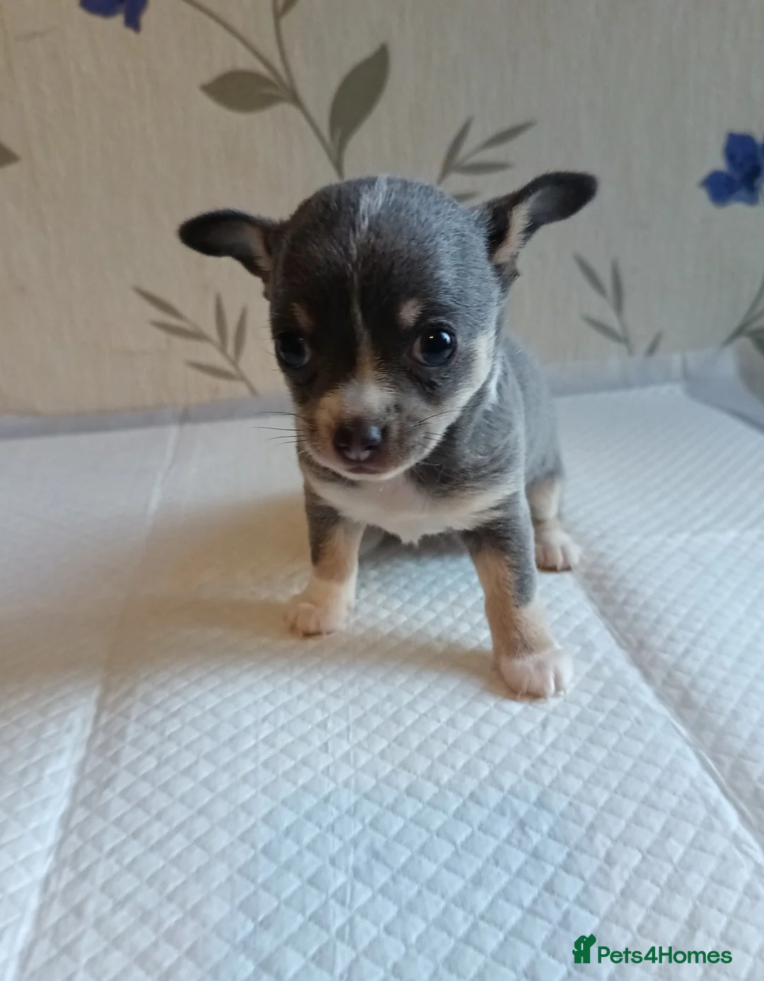 Chihuahua dogs for sale:   Mini lilac chivavahua puppy - Advert 2