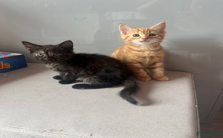 Mixed Breed cats - Advert 15