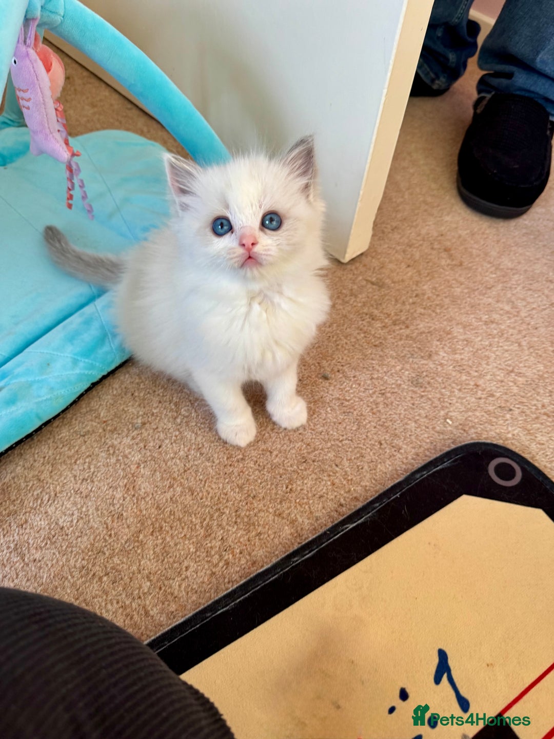 Ragdoll cats for sale: Beautiful Registered Ragdoll Kittens Available  - Advert 28