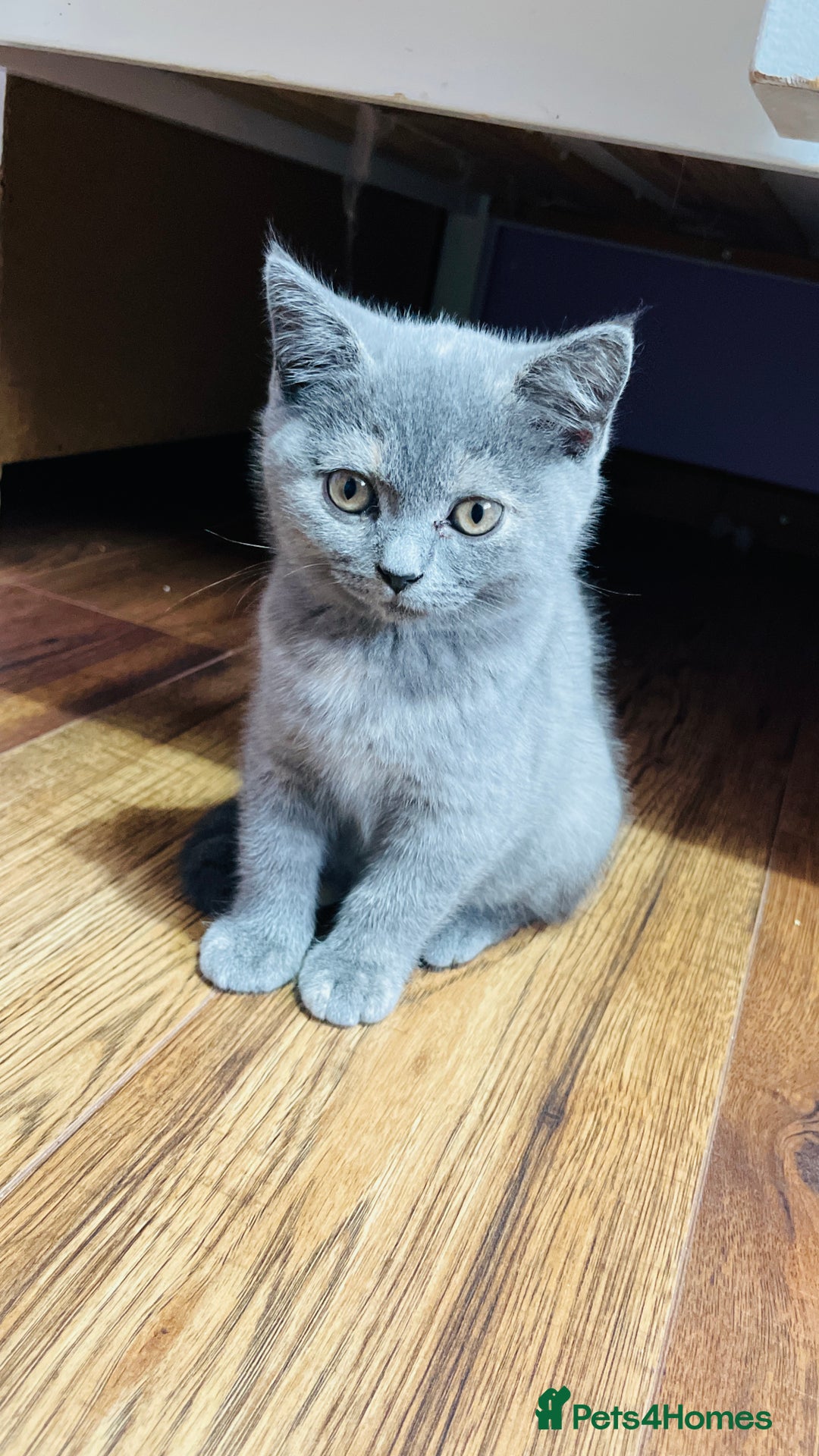 Scottish Fold cats for sale: Beautiful litter of Scottish fold  😍 - Image 32