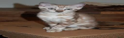 Bengal cats for sale: Reduced Last Male Snow Marble TICA Bengal Left 🤍 - Advert 5