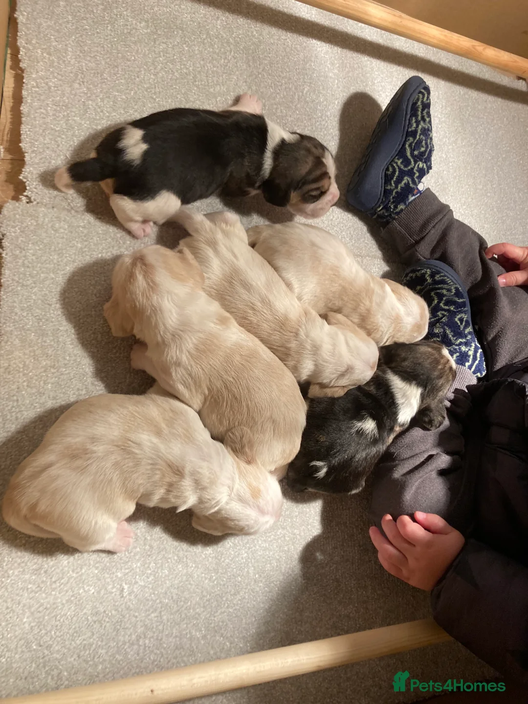 Beagle dogs for stud: TOP PRODUCING STUD CRUFTS QUALIFIED, CHAMPION BRED in Birmingham - Advert 20