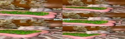Rat rodents for sale: Beautiful babies ratties 🥰🥰🥰 in Chelmsford - Advert 4