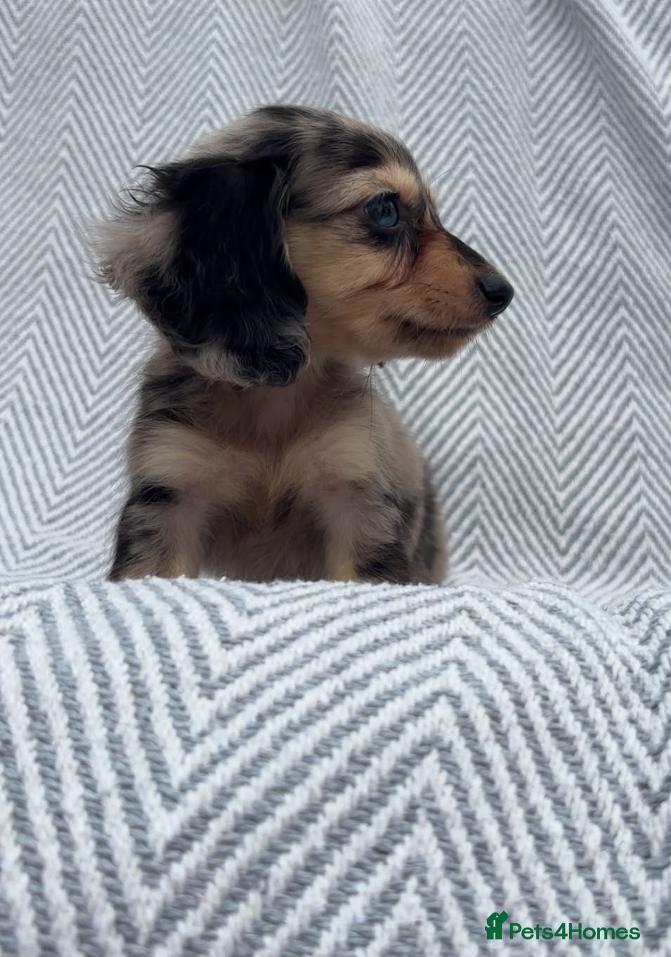 Miniature Dachshund dogs Mini dachshunds  - Advert 10