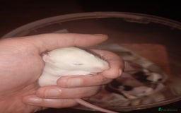 Rat rodents for sale: Adorable baby rats - Image 1