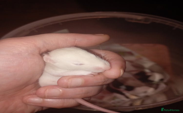 Rat rodents - Advert 1