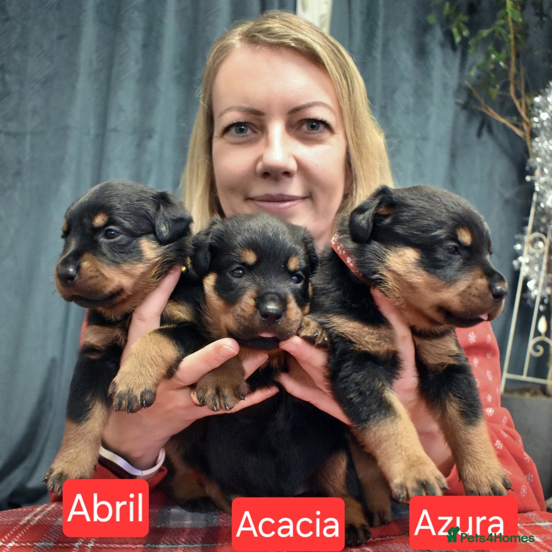 Rottweiler dogs for sale: KC chunky rottweiler puppies - Advert 22