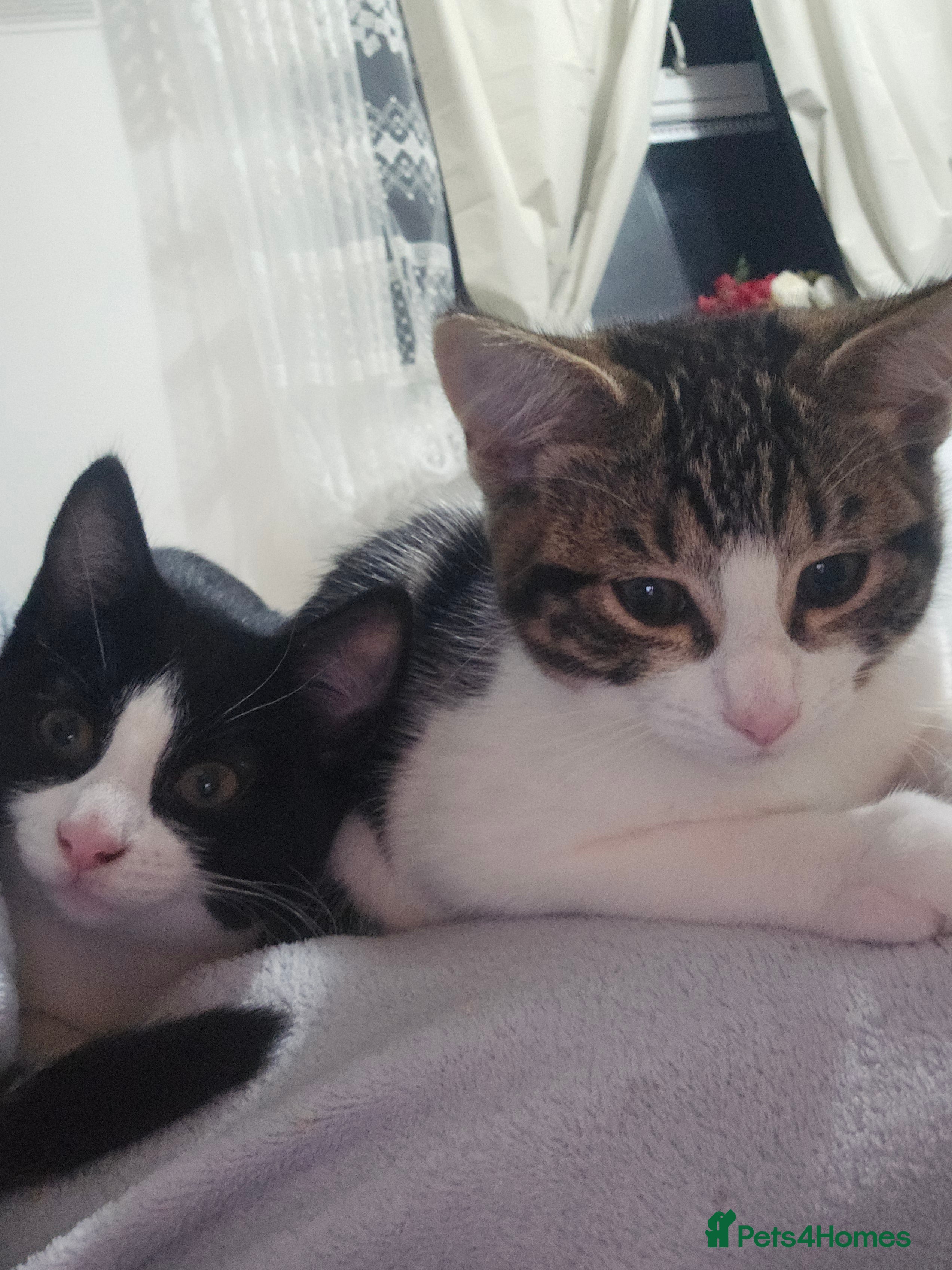 Domestic Shorthair cats Two beautiful cats ready to be sold - Advert 8