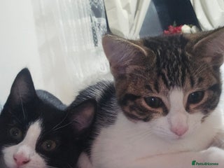 Domestic Shorthair cats Two beautiful cats ready to be sold - Advert 1
