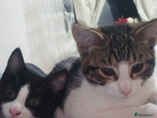Domestic Shorthair cats Two beautiful cats ready to be sold - Advert 17