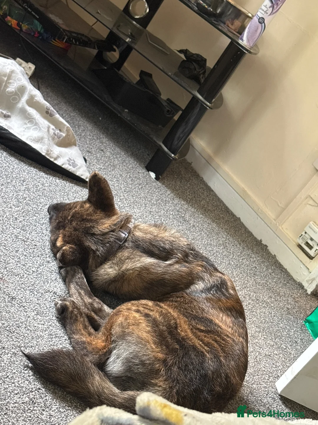 Mixed Breed dogs for sale: Shadow for sale  in Walsall - Advert 2