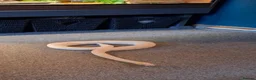 Python Snake reptiles for sale: Royal python - Advert 4