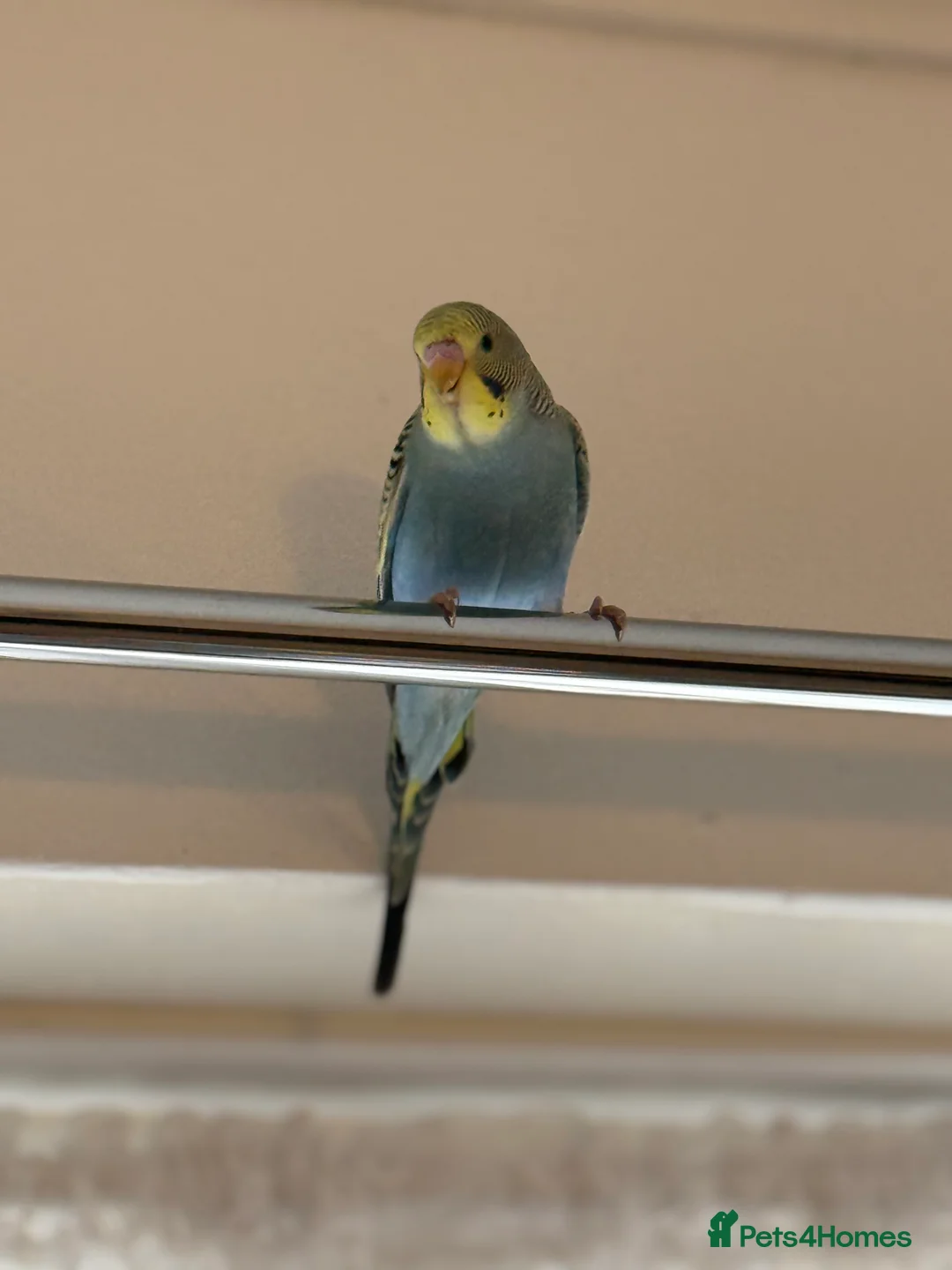 Budgerigars birds for sale: Mixed budgies - Advert 12