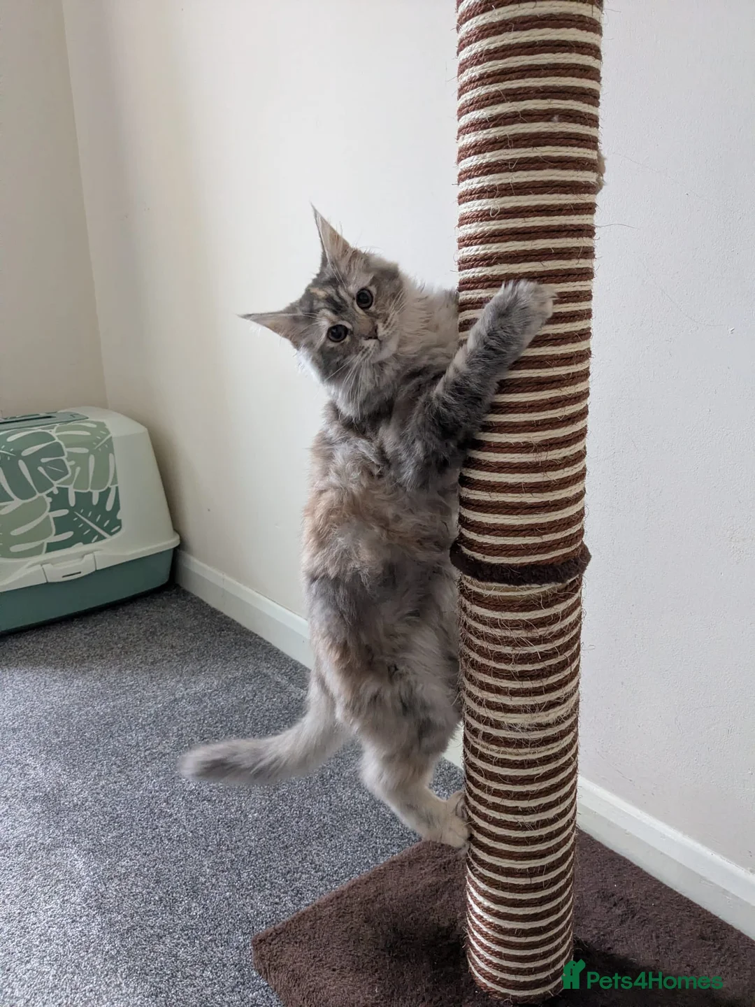 Maine Coon cats for sale: Stunning Blue Smoke Tortie Female MaineCoon Kitten - Advert 2