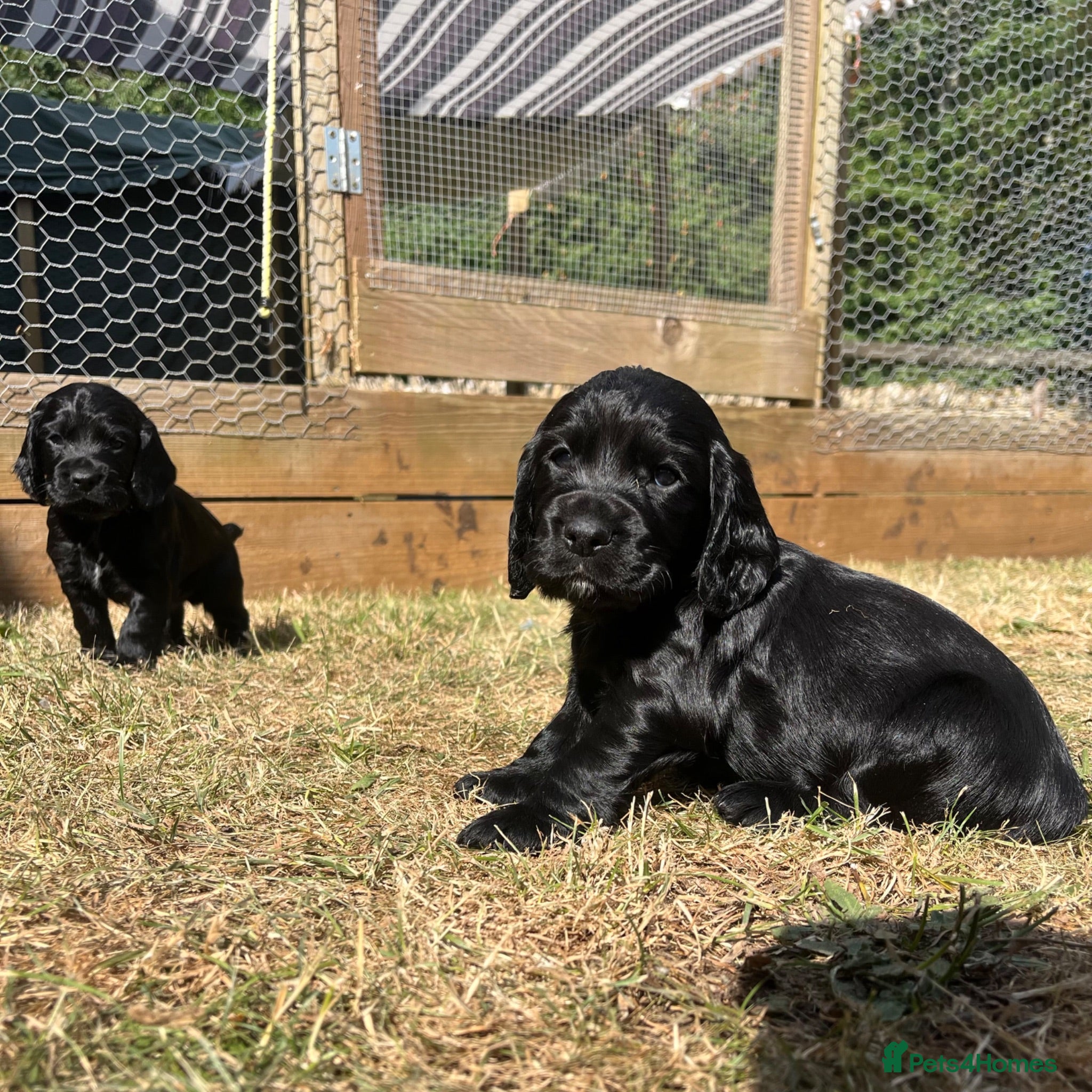 Cocker Spaniel dogs 🌻 KC Working Cocker Spaniels 🌻 - Advert 8