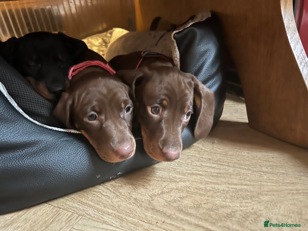 Dachshund dogs for sale: All alone  - Advert 3