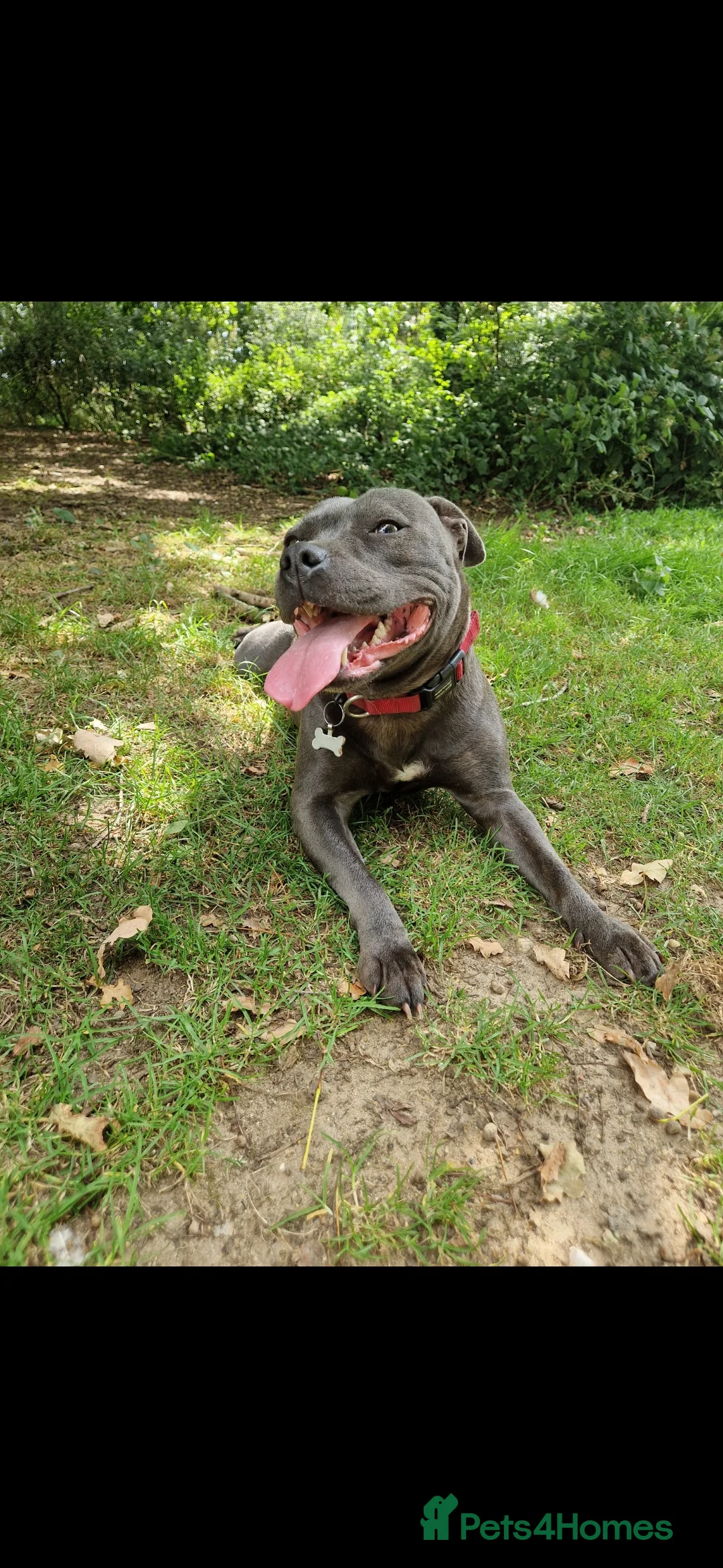 Staffordshire Bull Terrier dogs for sale: Lovely boy (see description) - Advert 2