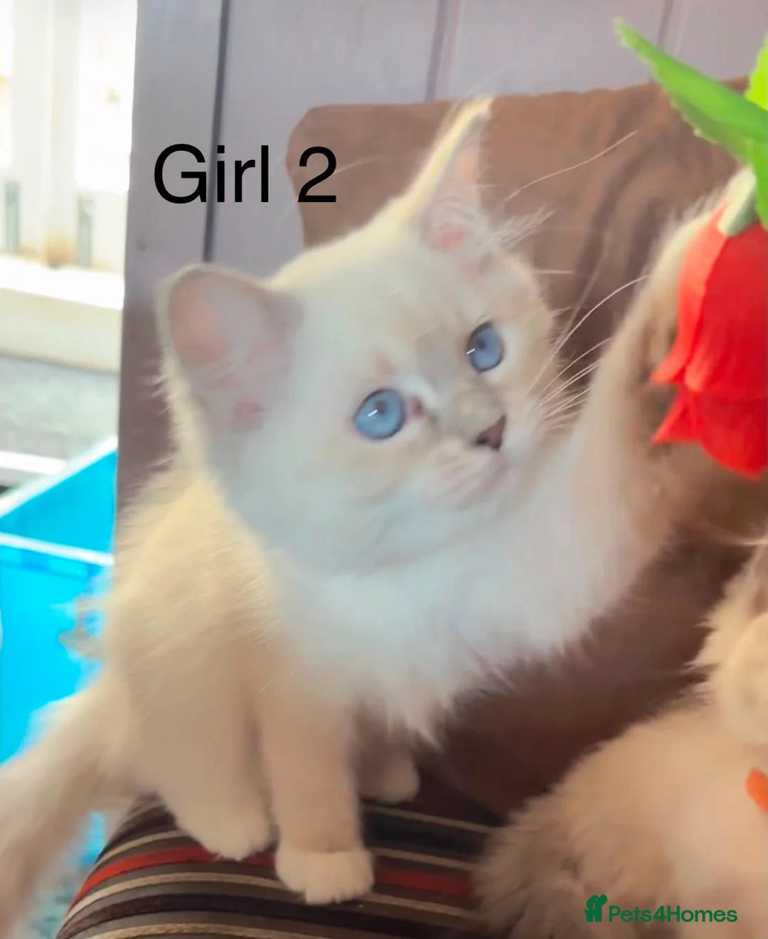 Ragdoll cats for sale: 7 Ragdoll kittens  in Stourport-on-Severn - Advert 2