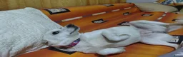 Mixed Breed dogs for adoption: 🐾🤍 LILY – A Little Girl for a Loving Home 🤍🐾 - Advert 2