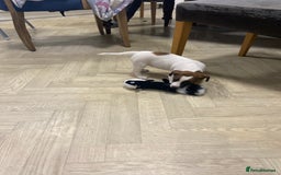 Jack Russell dogs for sale: Two girl puppies available  - Image 25
