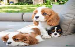 Cavalier King Charles Spaniel dogs for sale: High quality Cavalier King Charles Spaniel Puppies - Image 11