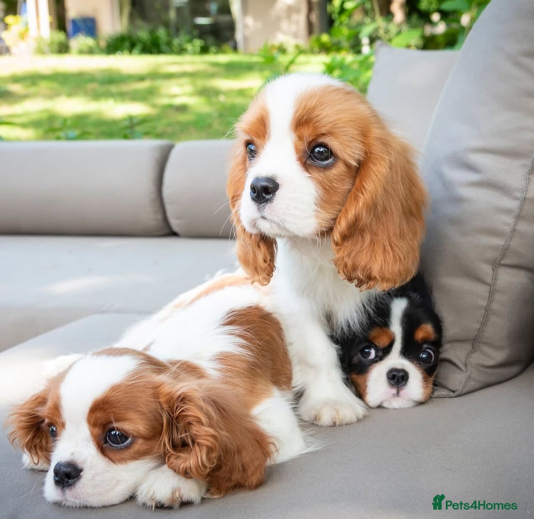 Cavalier King Charles Spaniel dogs for sale: High quality Cavalier King Charles Spaniel Puppies - Image 11