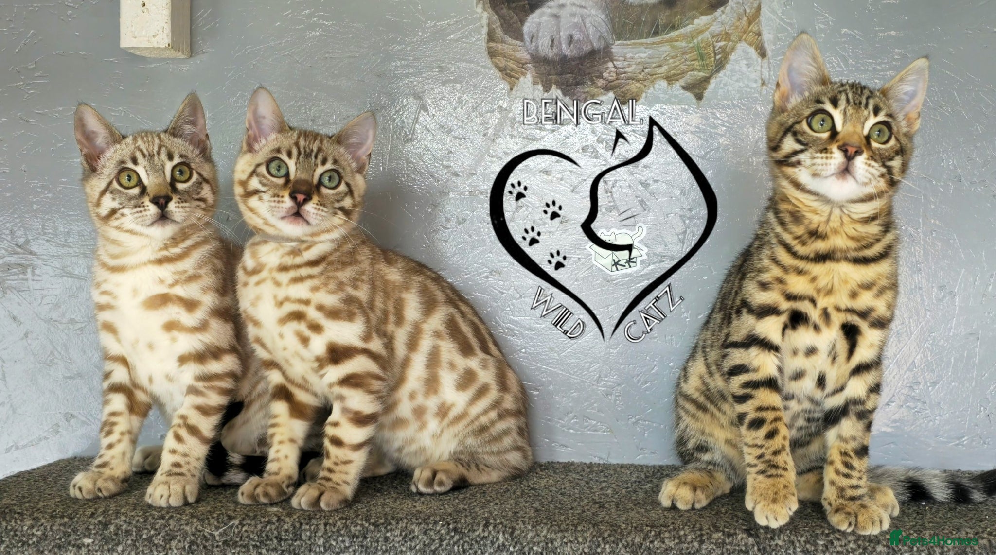 Bengal cats for sale: 4 beautiful bengal boys ready to leave now - Advert 7
