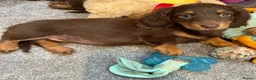 Miniature Dachshund dogs for sale: Beautiful Miniature Dachshund Puppies Ready to go in London - Advert 2