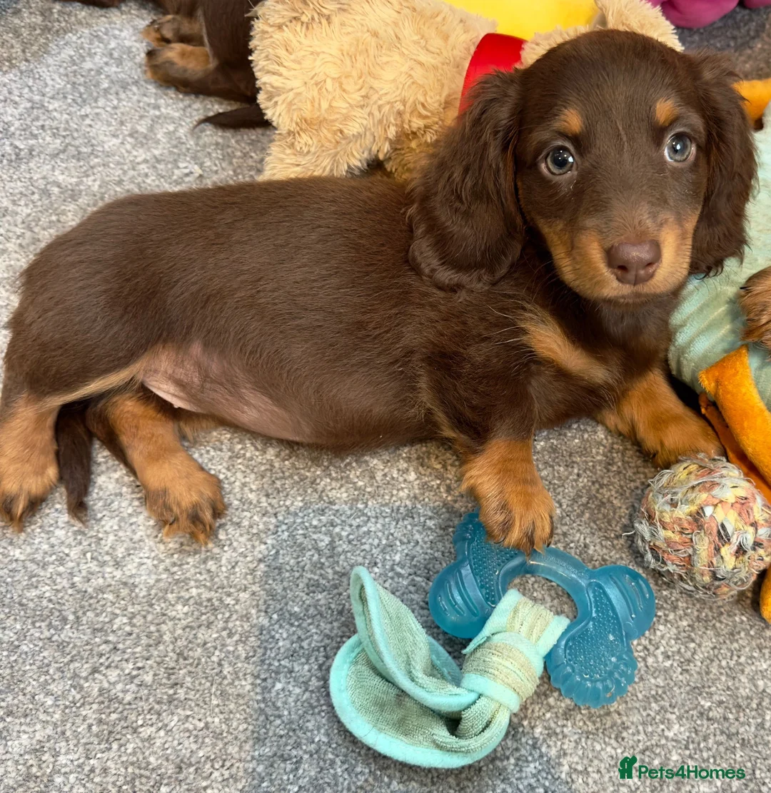 Miniature Dachshund dogs for sale: Beautiful Miniature Dachshund Puppies Ready to go in London - Advert 2