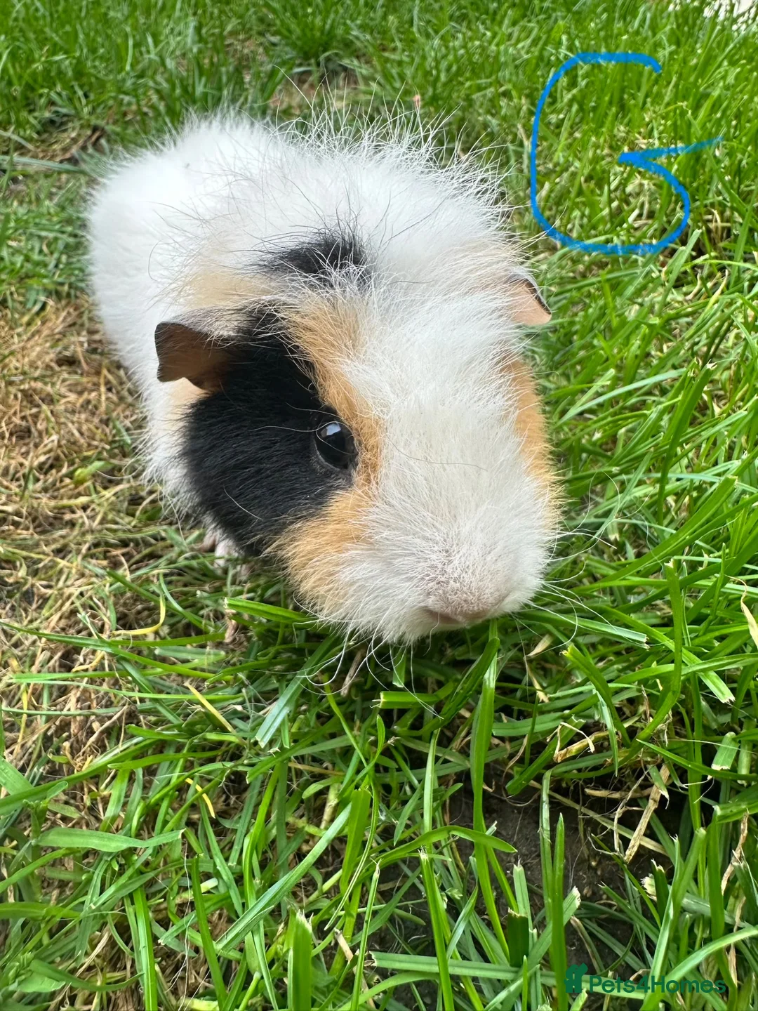 Guinea Pig rodents for sale: Guinea Pigs For Sale  - Advert 2