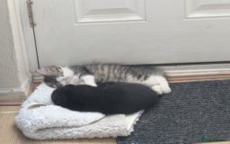 Domestic Shorthair cats for sale: Kind Homes Only – 4 Beautiful Healthy Kittens in Edgware - Image 30