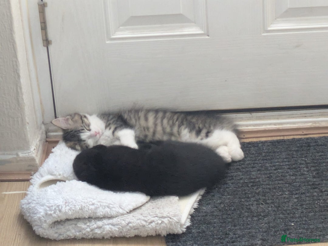 Domestic Shorthair cats for sale: Kind Homes Only – 4 Beautiful Healthy Kittens in Edgware - Image 30