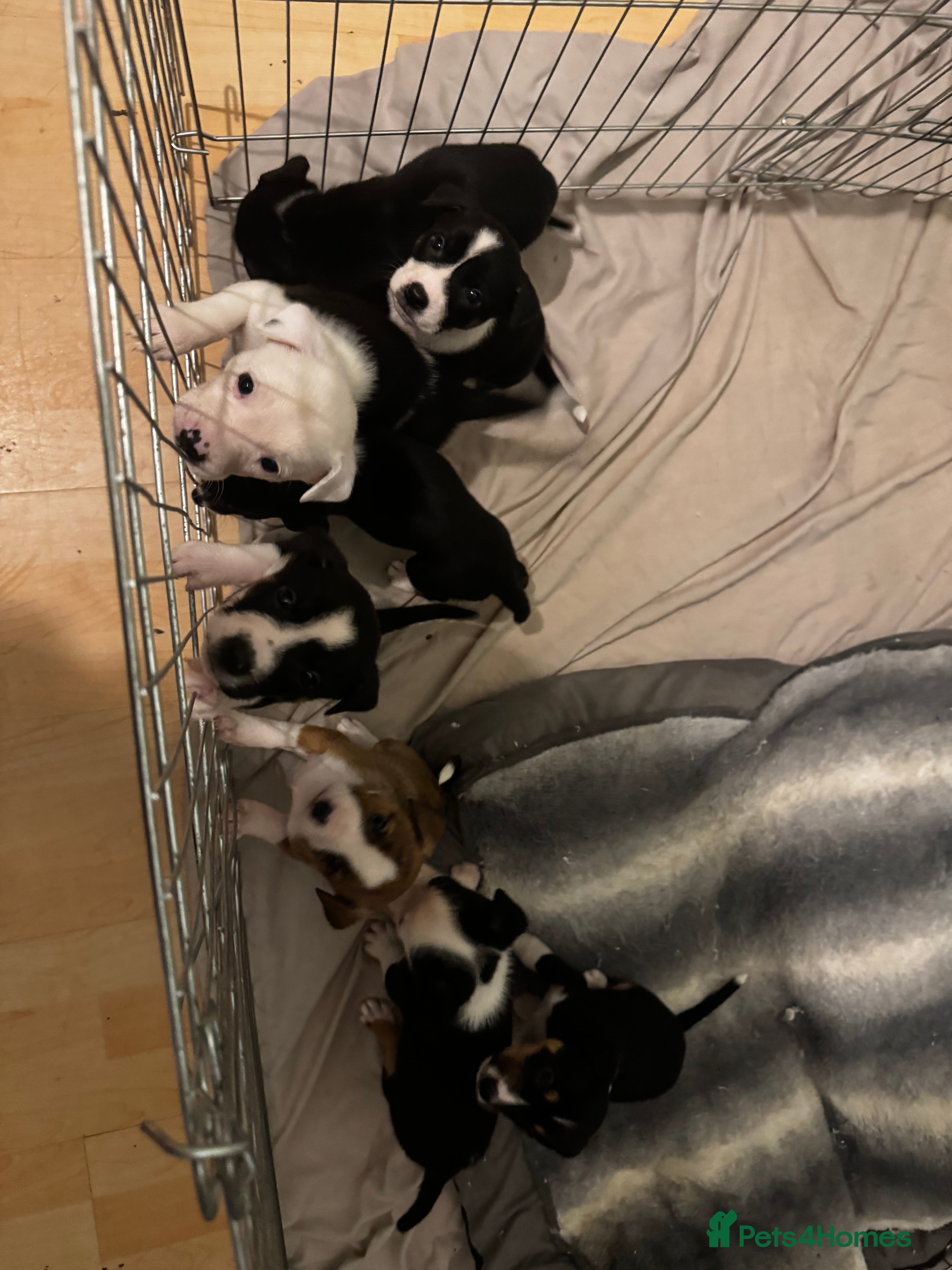 Mixed Breed dogs Pups for sale  - Advert 15