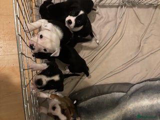 Mixed Breed dogs Pups for sale - Advert 9