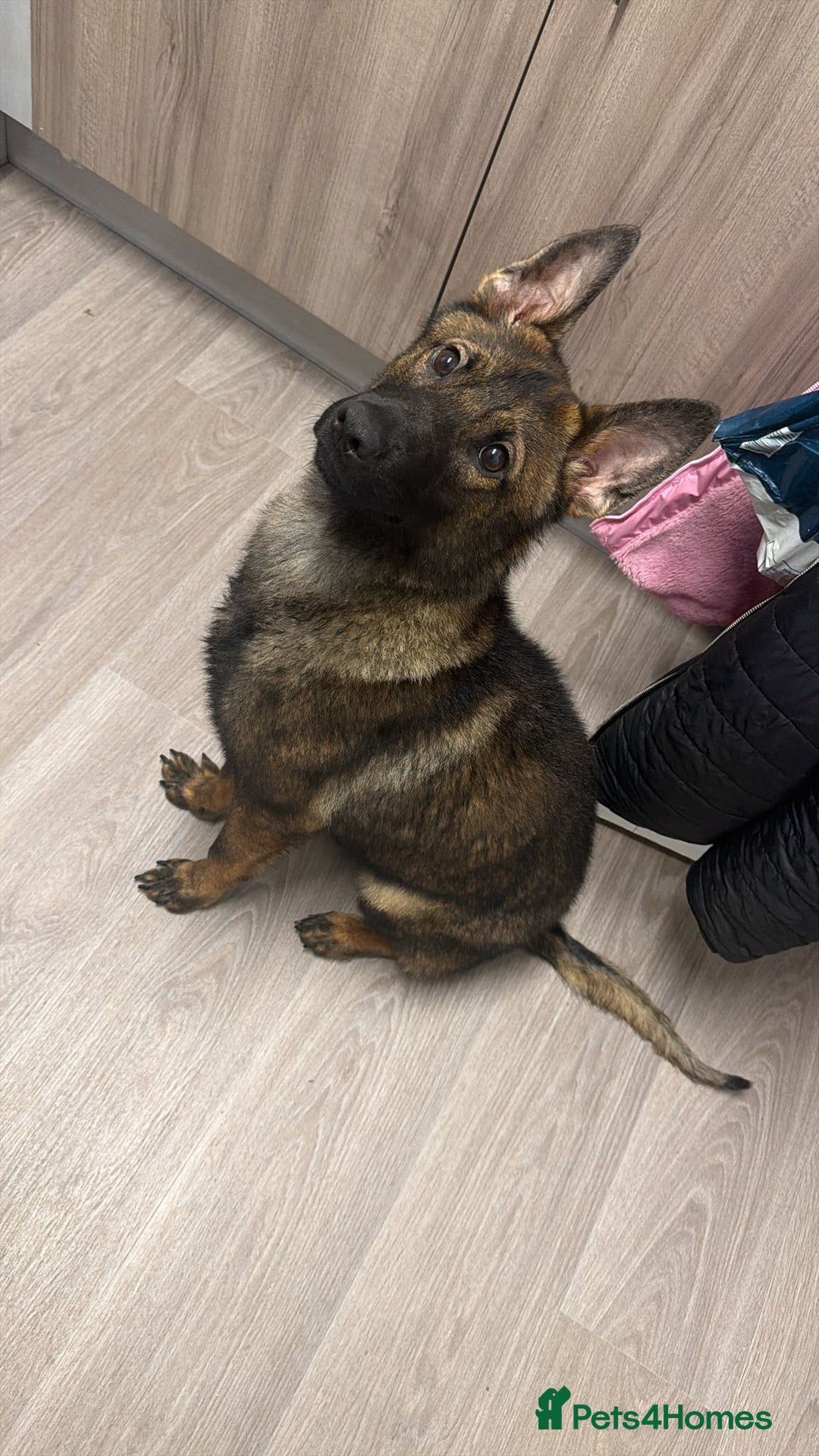 German Shepherd dogs for sale: MALE German Shepard cross (unknown)  - Advert 5