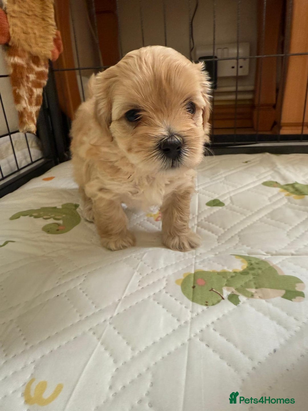 Maltipoo dogs for sale: So adorable and Tiny F1 Korean Maltipoo - Image 19