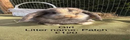 Mini Lop rabbits for sale: Mini lop babies! Lots of colours!  - Advert 11