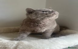 British Shorthair cats for sale: GCCF Registered Lilac British Shorthair Boy - Image 23