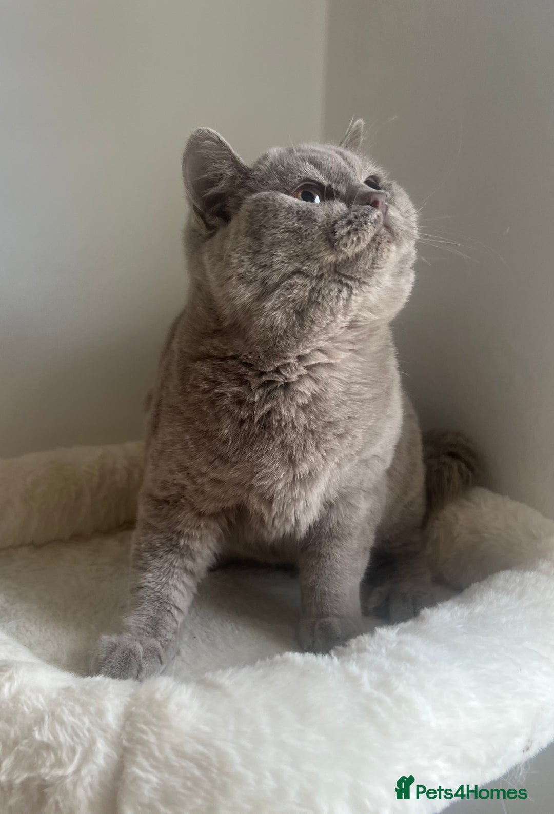 British Shorthair cats for sale: GCCF Registered Lilac British Shorthair Boy - Image 23