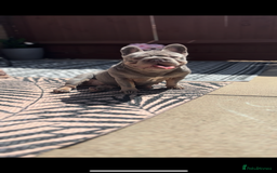 French Bulldog dogs for sale: Micro Frenchie Puppies – KC Registered - Image 36