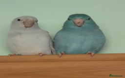 Parrots birds for sale: Parrotlets for sale - Image 2
