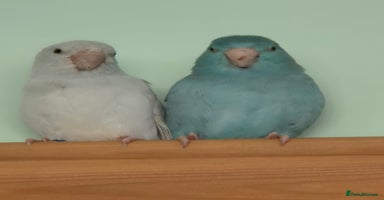 Parrots birds - Advert 3