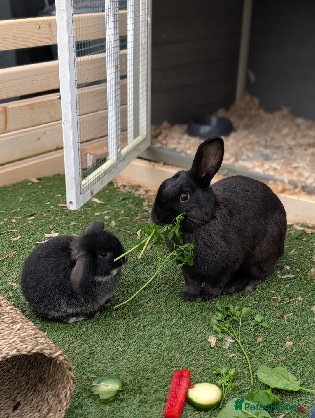 Mixed Breed rabbits for sale: Beautiful male rabbit looking for a forever home🤍 - Advert 2