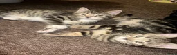 Mixed Breed cats for sale: Gorgeous Bengal Cross Kittens 🐾 - Advert 3