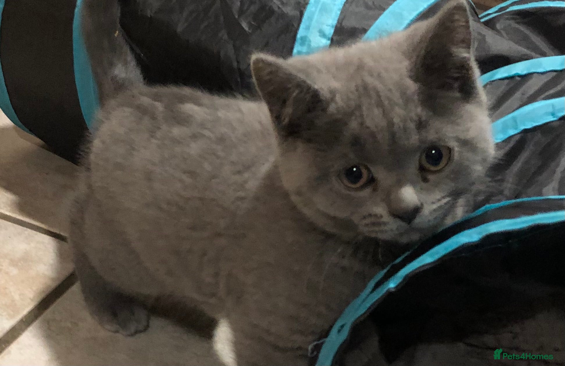 British Shorthair cats Blue British shorthair kitten ready now!! - Advert 1