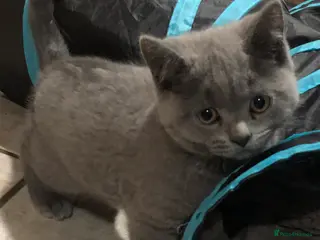 British Shorthair cats Blue British shorthair kitten ready now!! - Advert 1