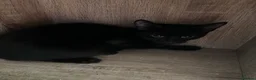 Mixed Breed cats for sale: Beautiful kittens for sale  - Advert 26