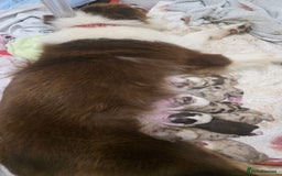 Australian Shepherd dogs for sale: Champion kc registerd pups - Image 7