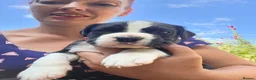 Boxer dogs for sale: Boxer pups, flashy brindle, red, white - Advert 9