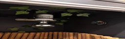 Tortoise reptiles for sale: Horsefield tortoise and full setup  - Advert 3
